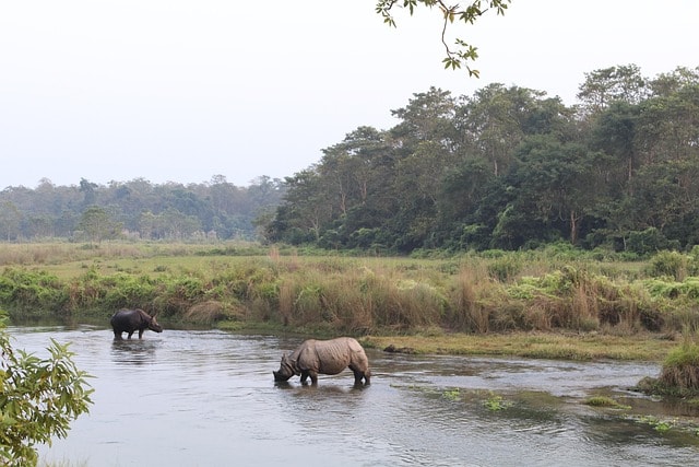 Chitwan – Where the Wild Roam Freely