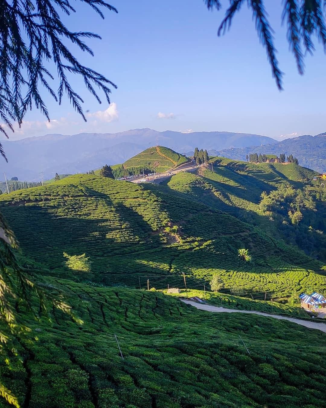 Ilam – Tea Gardens, Misty Hills & Quiet Mornings